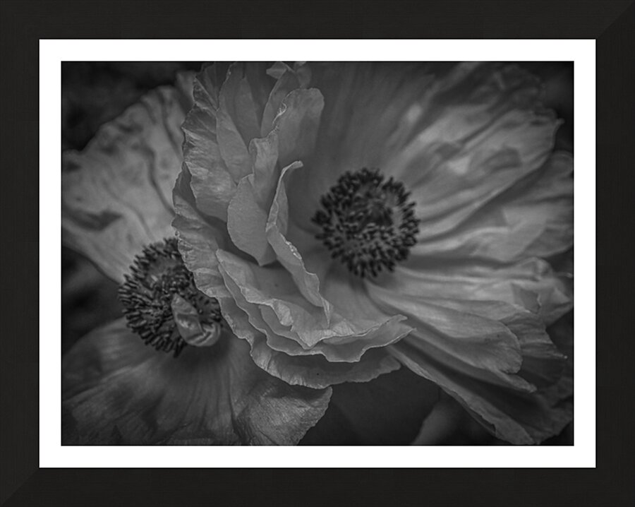 Night Poppies Picture Frame print