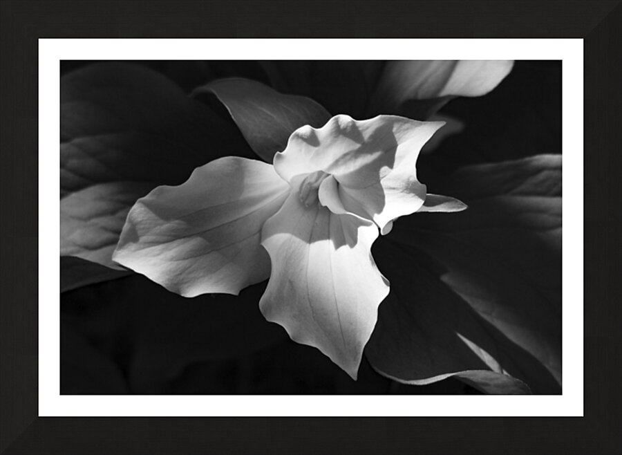 Drew Trillium Picture Frame print