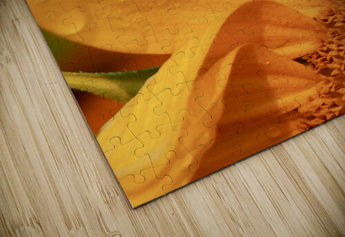 Sun Dew Lisa Drew puzzle