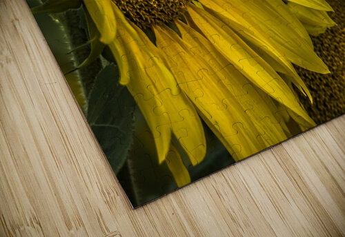 Sunflower Dawn  Lisa Drew puzzle