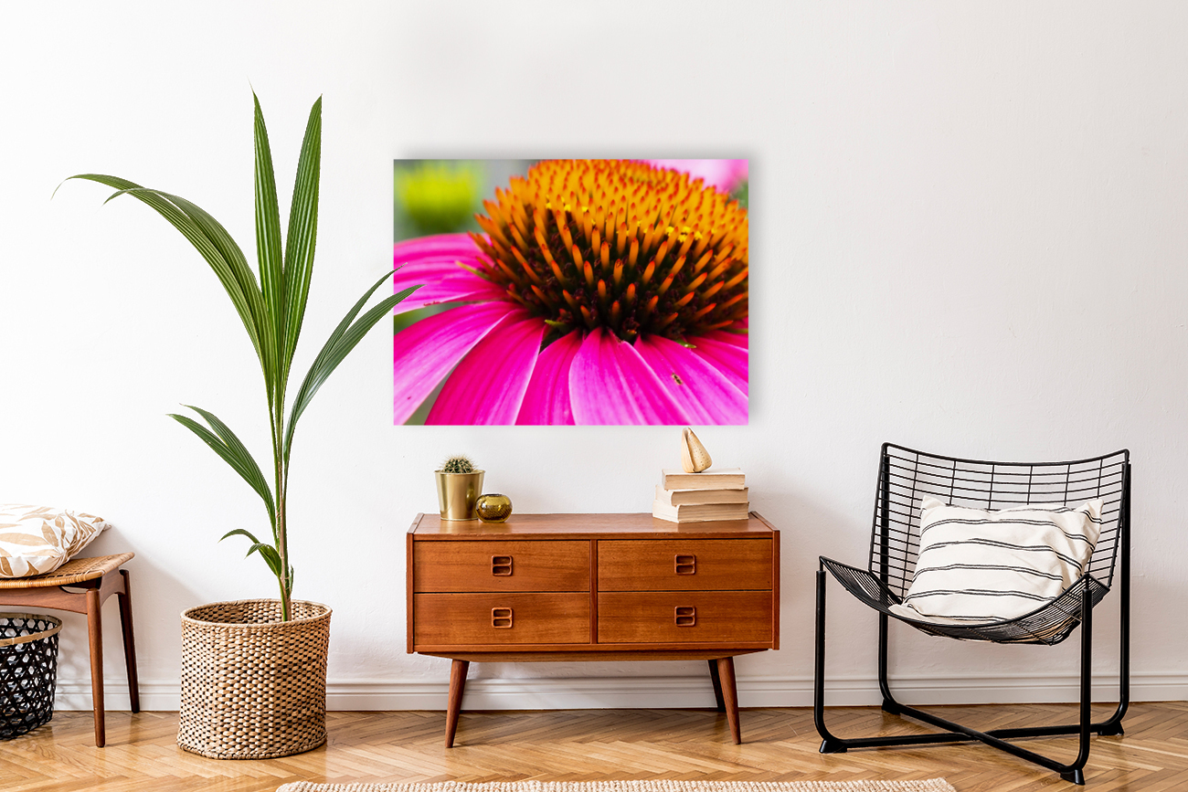 Cone Flower Reproduction