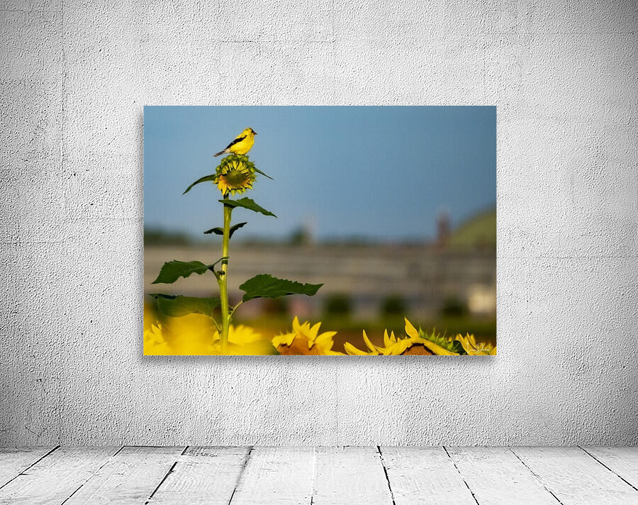 Sunflower Perch Wall Preview