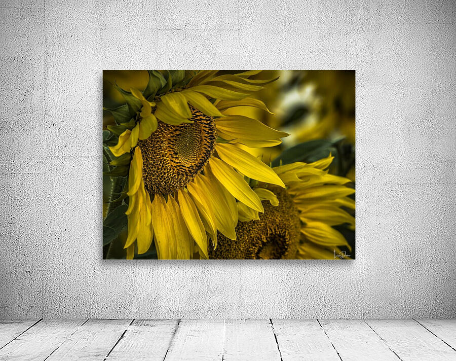 Sunflower Dawn  Wall Preview