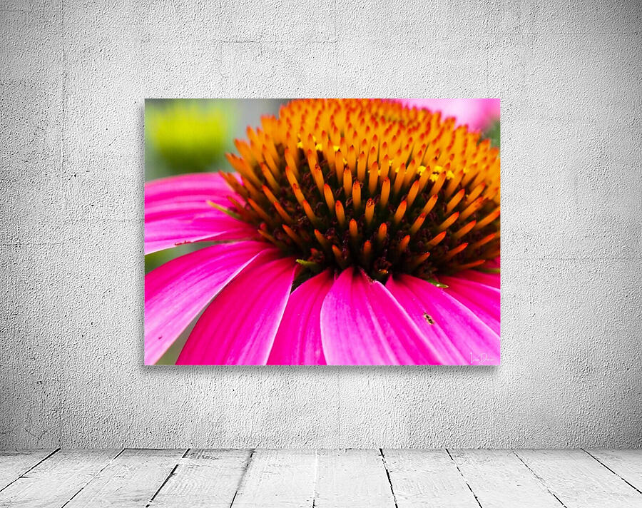 Cone Flower Wall Preview