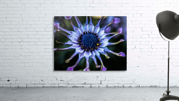 purple alien Wall Preview
