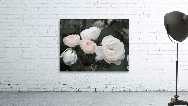 oregon blush Wall Preview