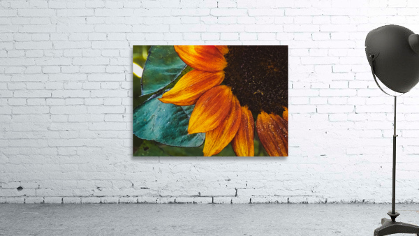 fall petals Wall Preview