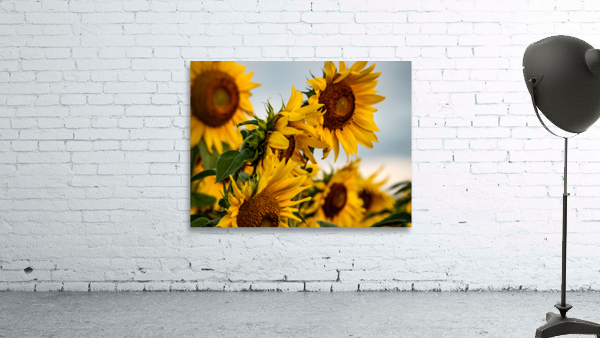 dancing in the sun Wall Preview
