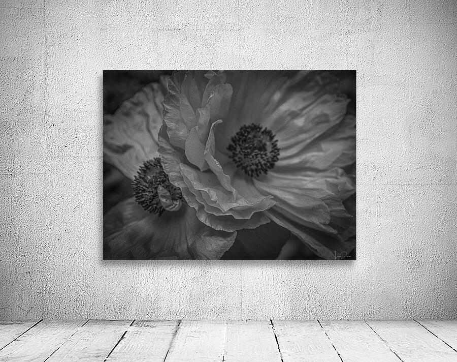 Night Poppies Wall Preview