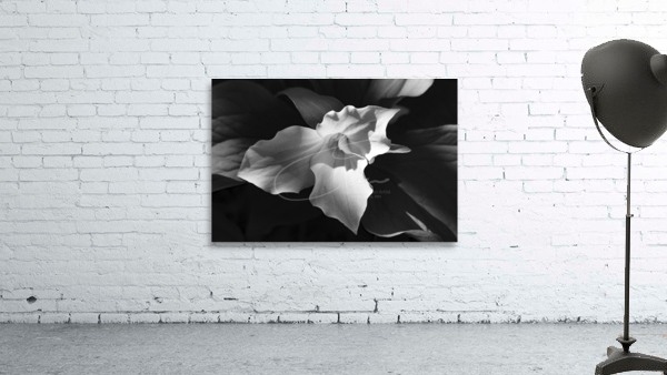 Drew Trillium Wall Preview