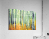 Aspen Trees in movement Acrylic Print