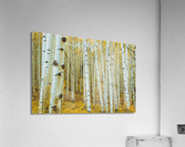 ASPEN TREES  Acrylic Print