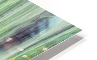 Aspen Trees in movement HD Metal print