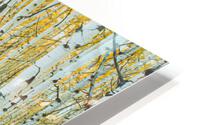 ASPEN TREES  HD Metal print