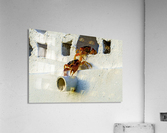 Cayman Crabs Acrylic Print