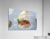 Cayman Crab  Acrylic Print