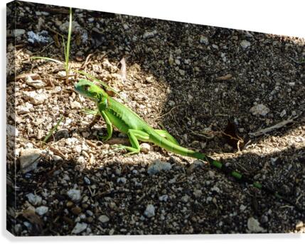 Cayman Young Green Iguana  Canvas Print