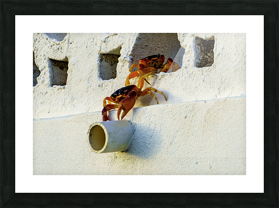 Cayman Crabs Picture Frame print