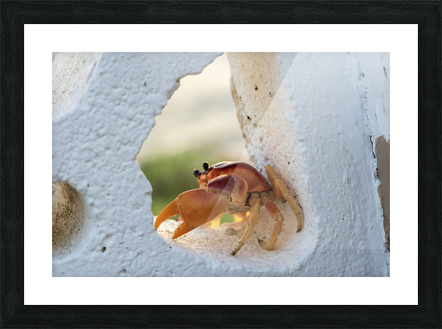 Cayman Crab  Picture Frame print