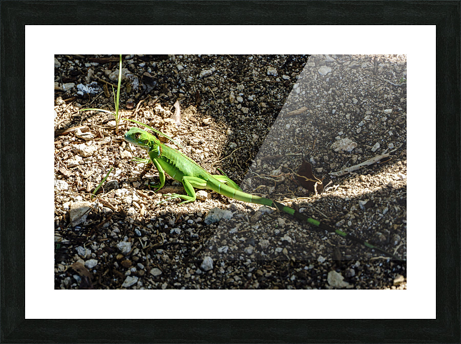 Cayman Young Green Iguana  Picture Frame print