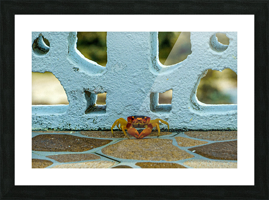 Cayman Crab Picture Frame print