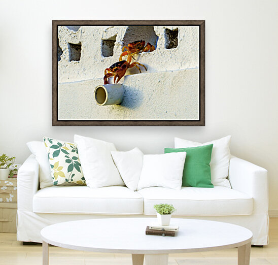 Cayman Crabs Reproduction