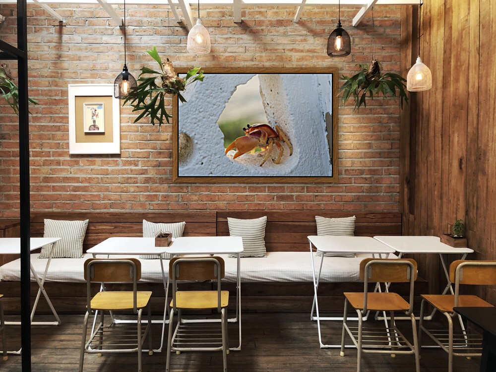 Cayman Crab  Reproduction