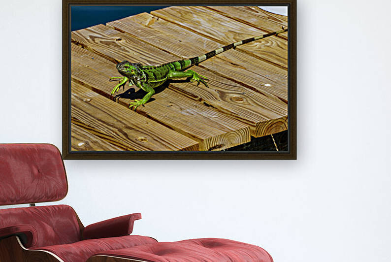Cayman Green Iguana On Alert by tommikee