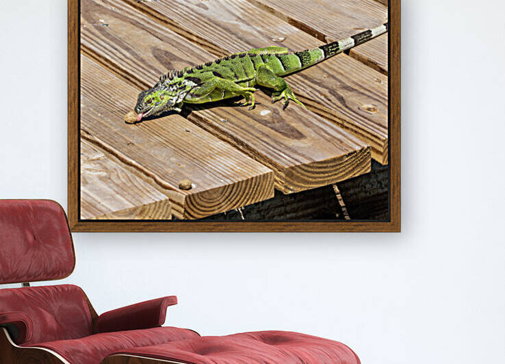 Cayman Green Iguana Snacking by tommikee