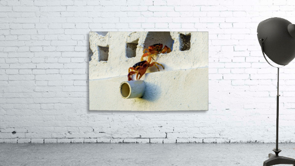 Cayman Crabs Wall Preview