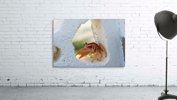 Cayman Crab  Wall Preview