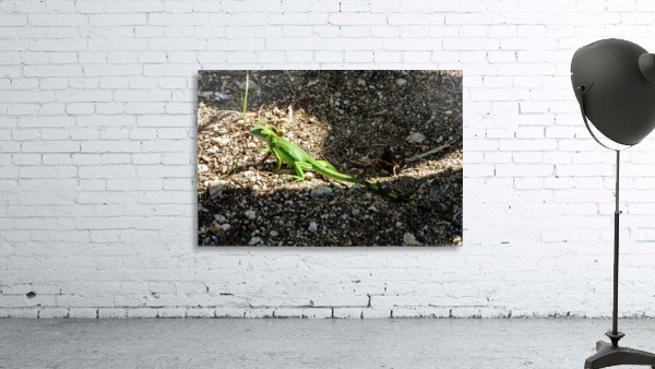 Cayman Young Green Iguana  Wall Preview