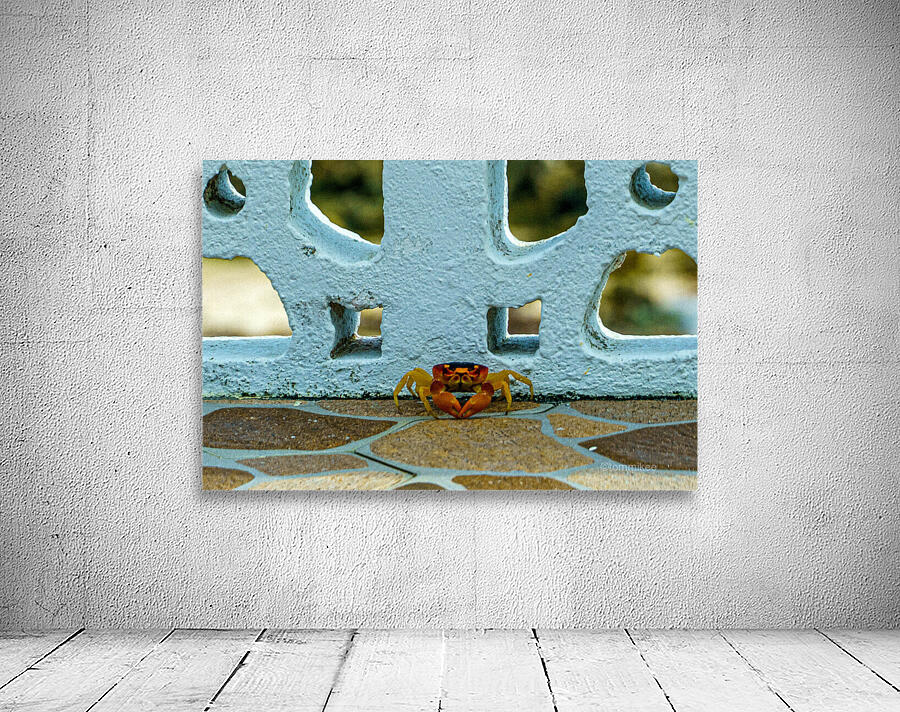 Cayman Crab Wall Preview