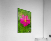 Purple Flower 1 Acrylic Print