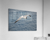 Gull 1 Acrylic Print