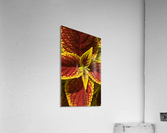 Coleus 2 Acrylic Print