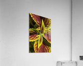 Coleus 1 Acrylic Print