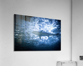 Shark 1 Acrylic Print