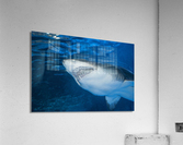 Shark 2 Acrylic Print