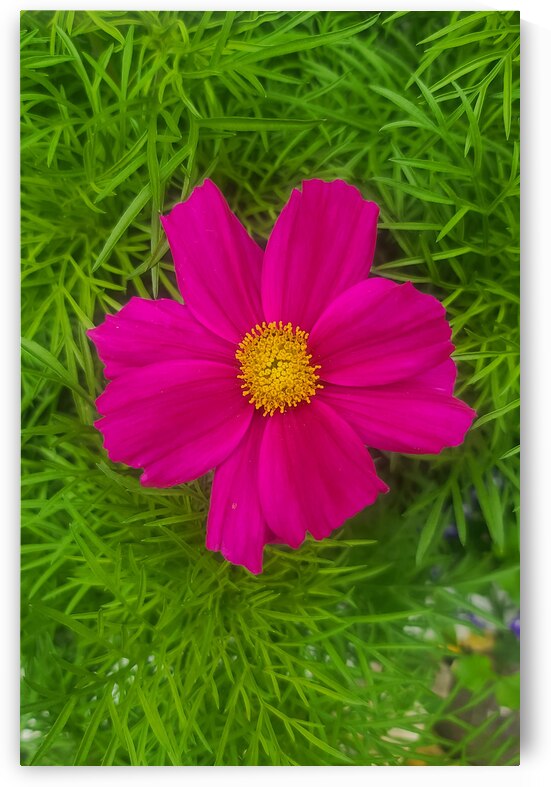 Purple Flower 1 by W Westerholm