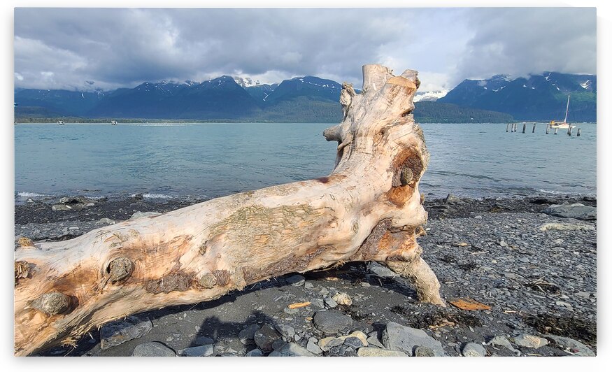 Alaskan Driftwood 1 by W Westerholm