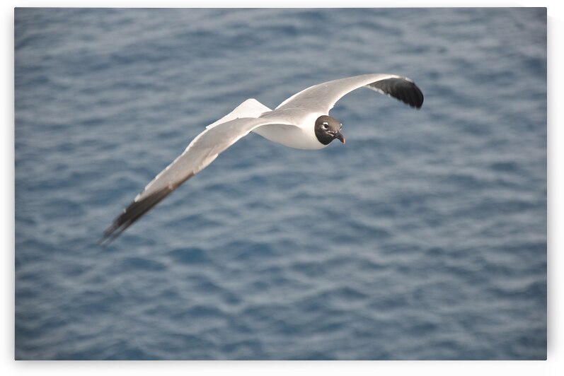Gull 1 by W Westerholm
