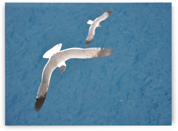 Gulls 1 by W Westerholm