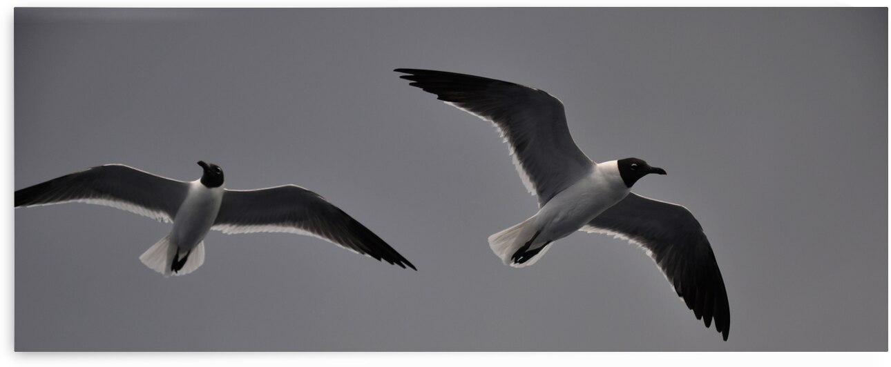 Gulls 2 by W Westerholm