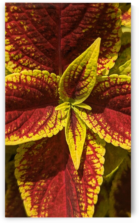 Coleus 2 by W Westerholm