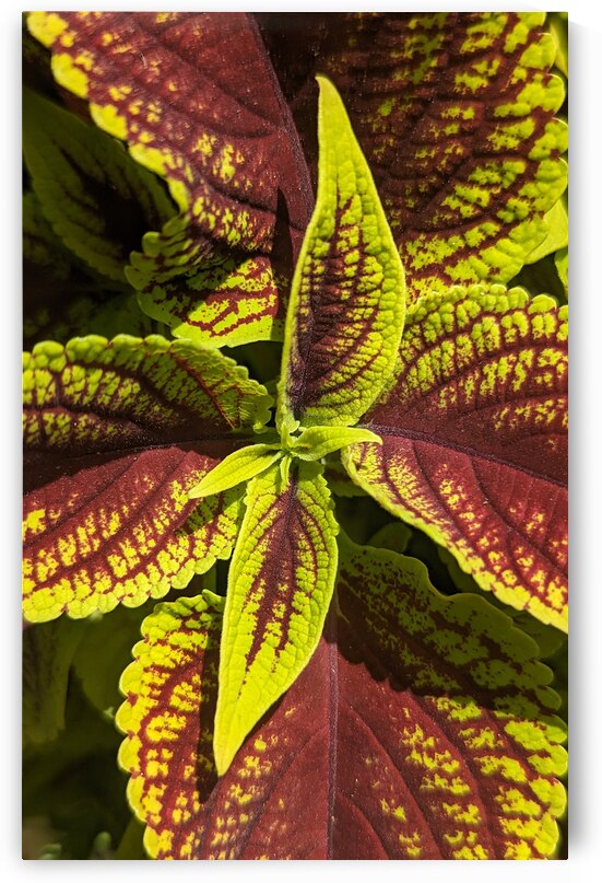 Coleus 1 by W Westerholm