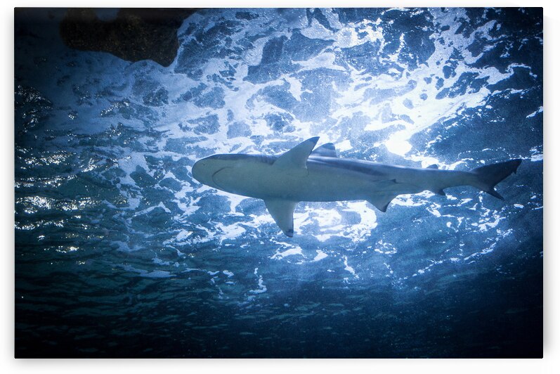 Shark 1 by W Westerholm