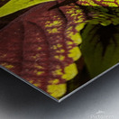 Coleus 1 Metal print