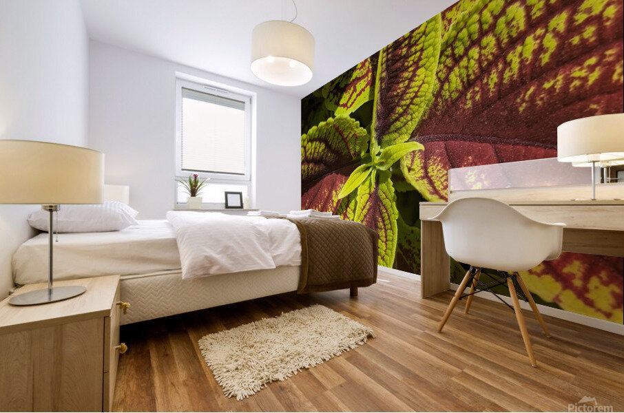 Coleus 1 Mural print