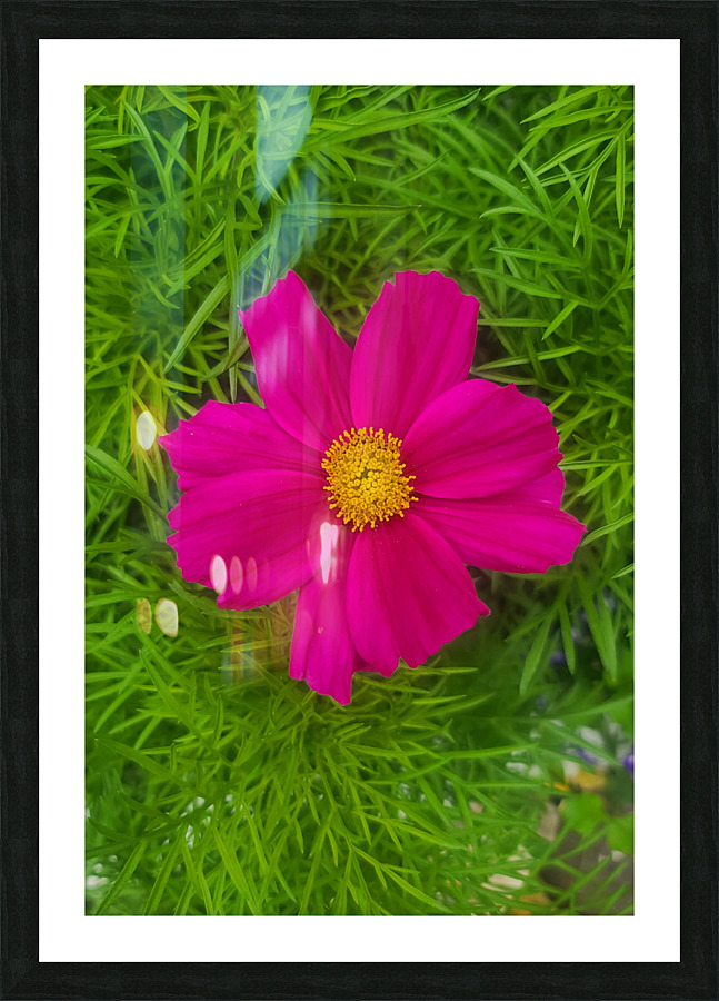 Purple Flower 1 Picture Frame print